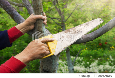 Man's hands sawing a tree 110892085