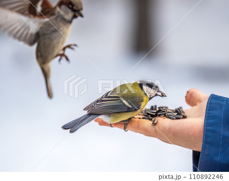 A tit sits on a man's hand and eats seeds. 110892246