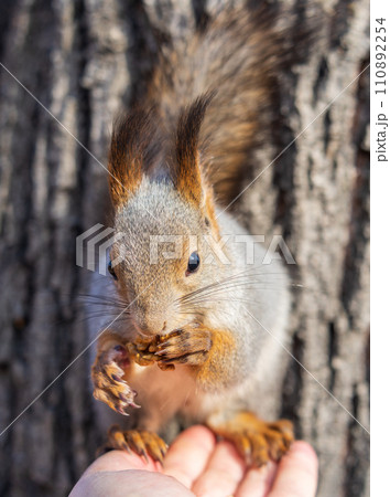 A squirrel in the autumn eats nuts from a human hand. Eurasian red squirrel, Sciurus vulgaris A squirrel in the autumn eats nuts from a human hand. Eurasian red squirrel, Sciurus vulgaris 110892254
