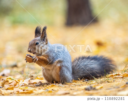 Autumn squirrel with nut sits on green grass with fallen yellow leaves 110892281