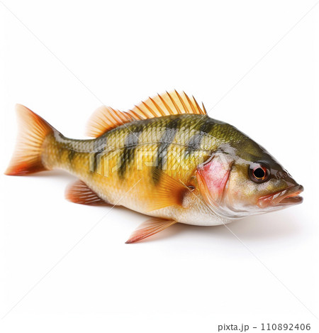 Predatory striped perch fish Perca fluviatilis isolated on white close-up 110892406