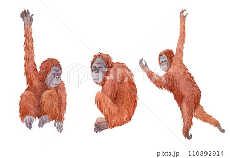 Beautiful set with watercolor hand drawn red haired orangutan illustrations. Stock clip art. Beautiful set with watercolor hand drawn red haired orangutan illustrations. Stock clip art. 110892914