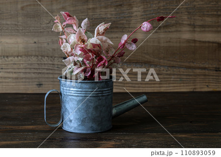 ブリキのジョウロに植えたハツユキカズラ ブリキのジョウロに植えたハツユキカズラ 110893059