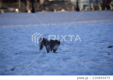 雪の中のリス 雪の中のリス 110893475