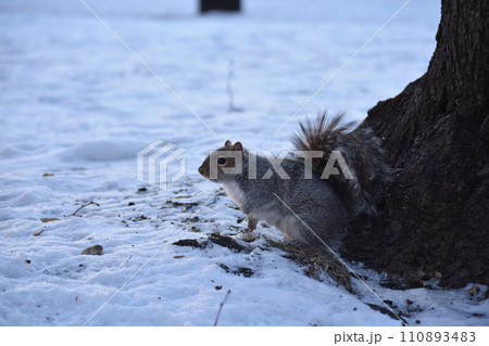 雪の上のリス 110893483