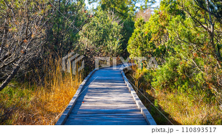 Wooden path in Bozi Dar peat bog nature reservation on sunny autumn day. Ore Mountains, Czech: Krusne hory, Czech Republic 110893517