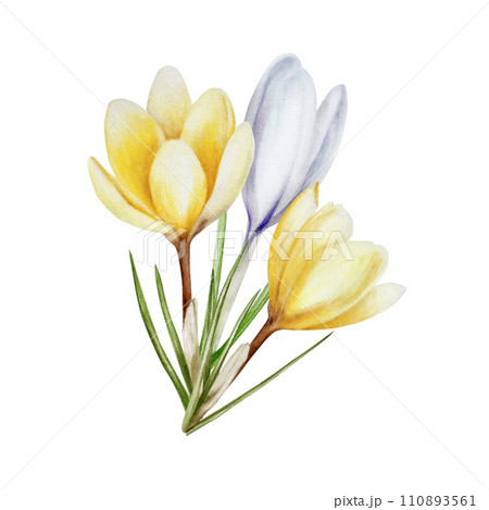 Watercolor composition with yellow and white blooming crocus flower isolated on white background. Spring and easter botanical hand painted saffron illustration. For designers, wedding, decoration, Watercolor composition with yellow and white blooming crocus flower isolated on white background. Spring and easter botanical hand painted saffron illustration. For designers, wedding, decoration, 110893561