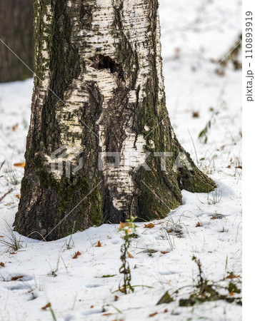 The trunk of a birch tree covered with snow The trunk of a birch tree covered with snow 110893919