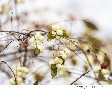 Snowberry shrub with white poisonous berries in autumn, also known as ghostberry and waxberry, popular ornamental garden plant Snowberry shrub with white poisonous berries in autumn, also known as ghostberry and waxberry, popular ornamental garden plant 110893920