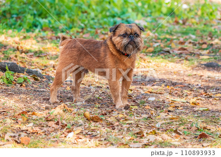 Brussels Griffon for a walk in the park Brussels Griffon for a walk in the park 110893933