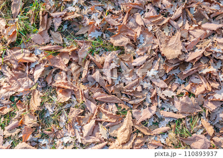 Orange, brown and yellow fallen oak leaves in the sunlight. 110893937