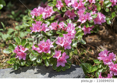 ヒメエゾムラサキツツジ　百合が原公園　札幌市 110894058