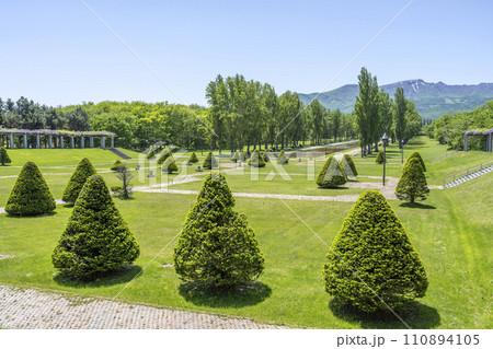 イチイの植栽とポプラ並木　前田森林公園　札幌市 110894105