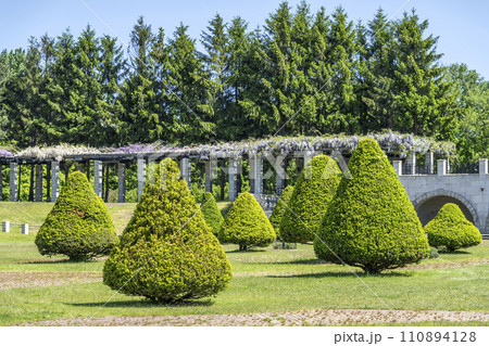 イチイの植栽　前田森林公園　札幌市 110894128