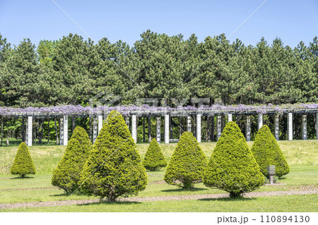 イチイの植栽　前田森林公園　札幌市 110894130