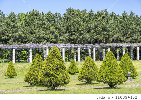 イチイの植栽　前田森林公園　札幌市 110894132