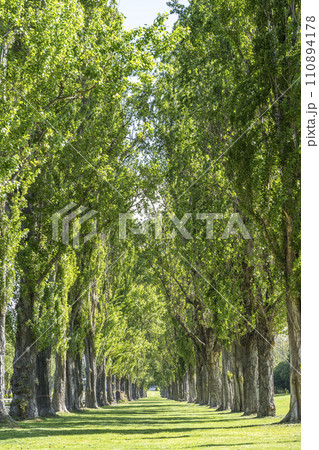 ポプラ並木　前田森林公園　札幌市 110894178