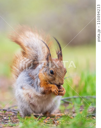 Squirrel eats a nut while sitting in green grass. Eurasian red squirrel, Sciurus vulgaris 110894213