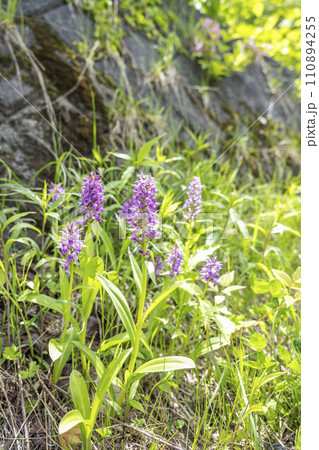 ハクサンチドリ　札幌市 110894255