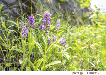 ハクサンチドリ　札幌市 110894258