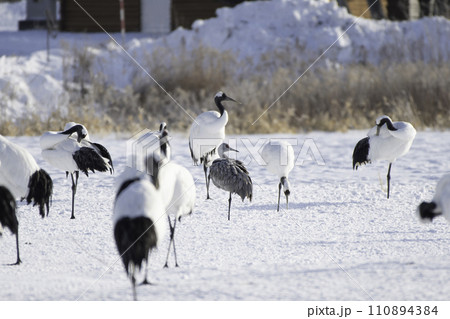 雪上のタンチョウの群れの中のカナダヅル 110894384