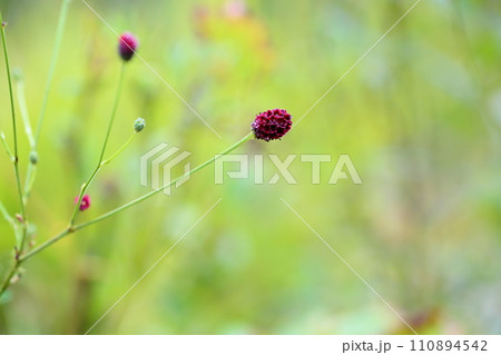 ワレモコウの花 ワレモコウの花 110894542