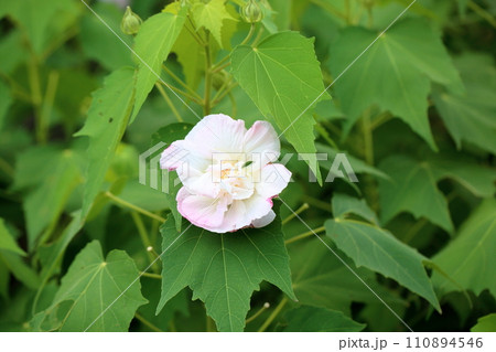 スイフヨウの花 スイフヨウの花 110894546
