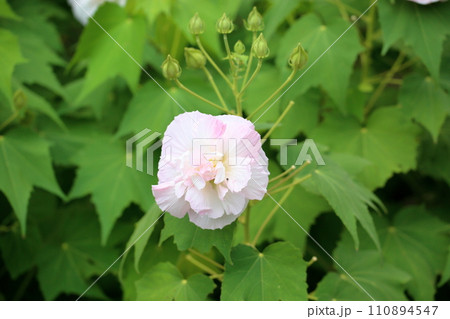 スイフヨウの花 スイフヨウの花 110894547