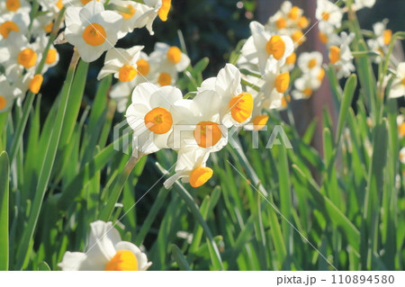 春の日差しを浴びて咲く満開の水仙 春の日差しを浴びて咲く満開の水仙 110894580