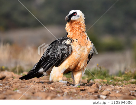 a bearded vulture in a bearded vulture in spain a bearded vulture in a bearded vulture in spain 110894600