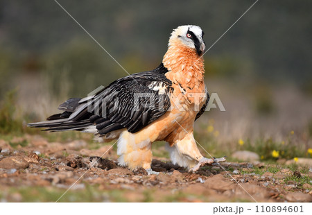 a bearded vulture in a bearded vulture in spain a bearded vulture in a bearded vulture in spain 110894601
