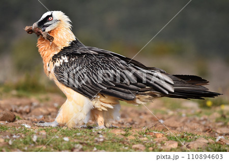 a bearded vulture in a bearded vulture in spain 110894603