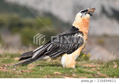 a bearded vulture in a bearded vulture in spain a bearded vulture in a bearded vulture in spain 110894611
