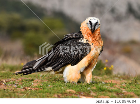 a bearded vulture in spain 110894684