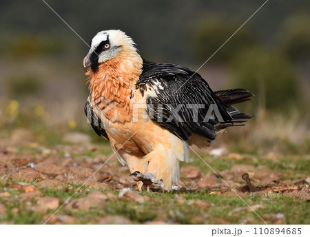 a bearded vulture in spain 110894685