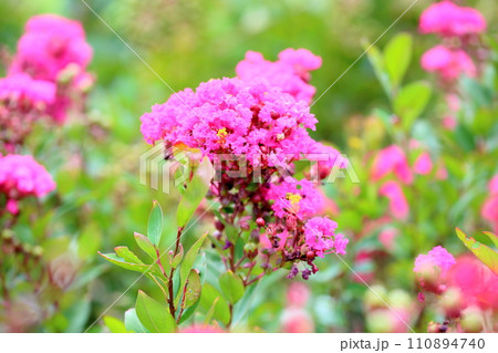 イッサイサルスベリの花 110894740