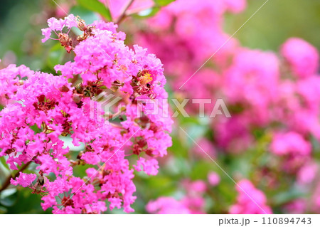 イッサイサルスベリの花 110894743