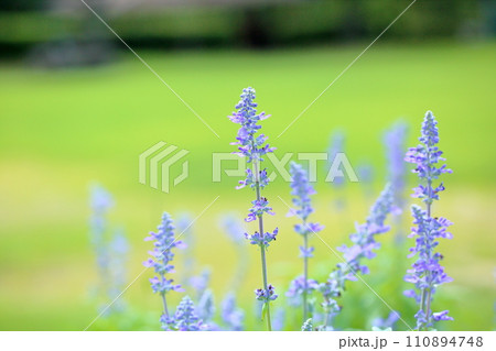 サルビア ファリナセアの花 サルビア ファリナセアの花 110894748
