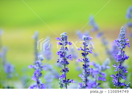 サルビア ファリナセアの花 サルビア ファリナセアの花 110894749