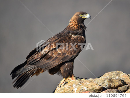 a majestic golden eagle in the mountain 110894763