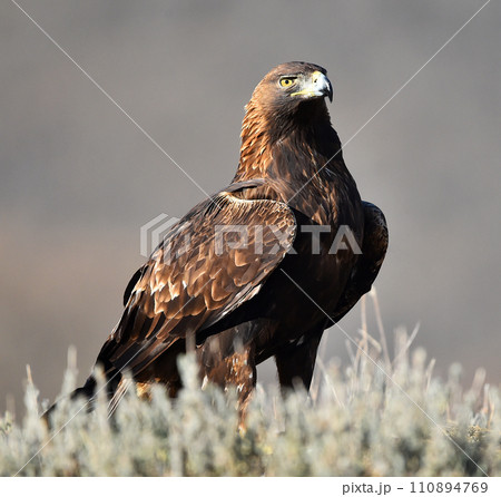 a majestic golden eagle in the mountain 110894769