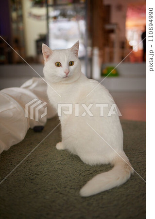 Beautiful cat in living room at home Beautiful cat in living room at home 110894990