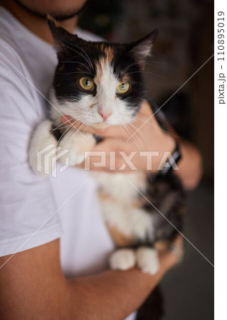 Close-up of a cat face. Portrait of a female kitten. Cat looks curious and alert. Detailed picture of a cats face. Close-up of a cat face. Portrait of a female kitten. Cat looks curious and alert. Detailed picture of a cats face. 110895019