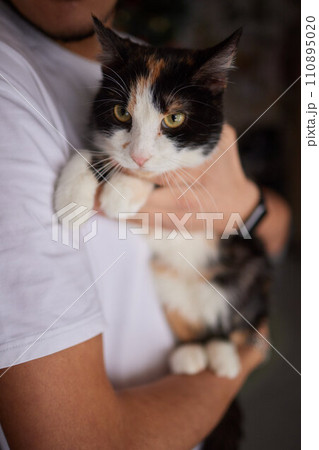 Close-up of a cat face. Portrait of a female kitten. Cat looks curious and alert. Detailed picture of a cats face. 110895020