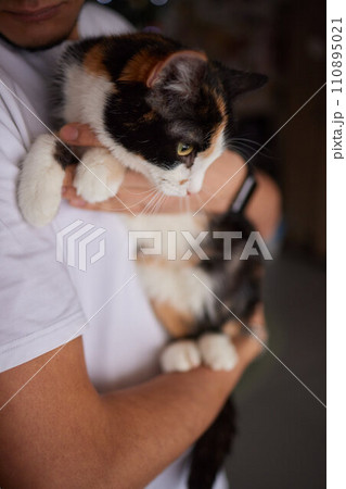 Close-up of a cat face. Portrait of a female kitten. Cat looks curious and alert. Detailed picture of a cats face. Close-up of a cat face. Portrait of a female kitten. Cat looks curious and alert. Detailed picture of a cats face. 110895021