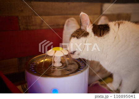 Pet water dispenser with automatic gravity refill. 110895041