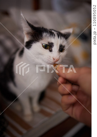 Domestic life with pet. Young man gives his cat meat snack. 110895052