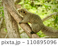 木を上る元気なリス 110895096