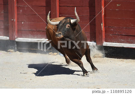 spanish bull with bit horns in a traditional spectacle of bullfight spanish bull with bit horns in a traditional spectacle of bullfight 110895120