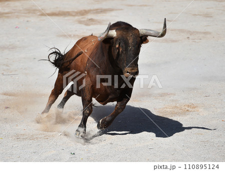 spanish bull with bit horns in a traditional spectacle of bullfight 110895124